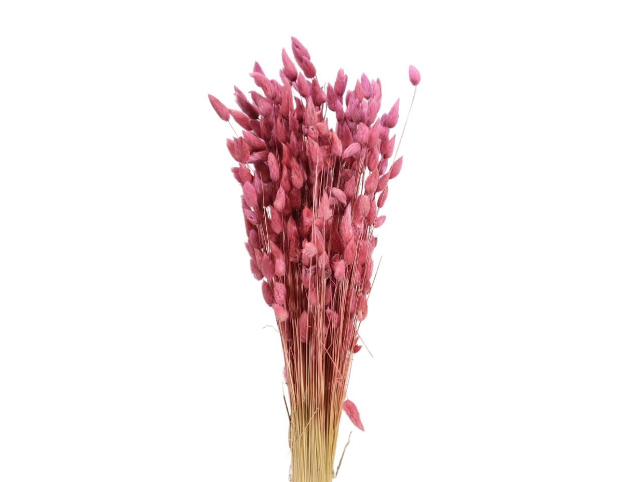 Lagurus altrosa mini 100gr.