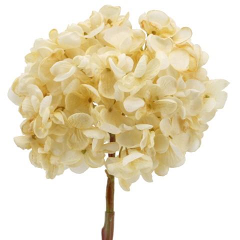 Hortensie dry look creme L60cm