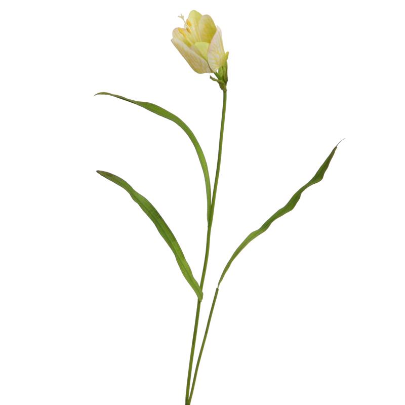 Fritillaria 51 cm creme NETTO