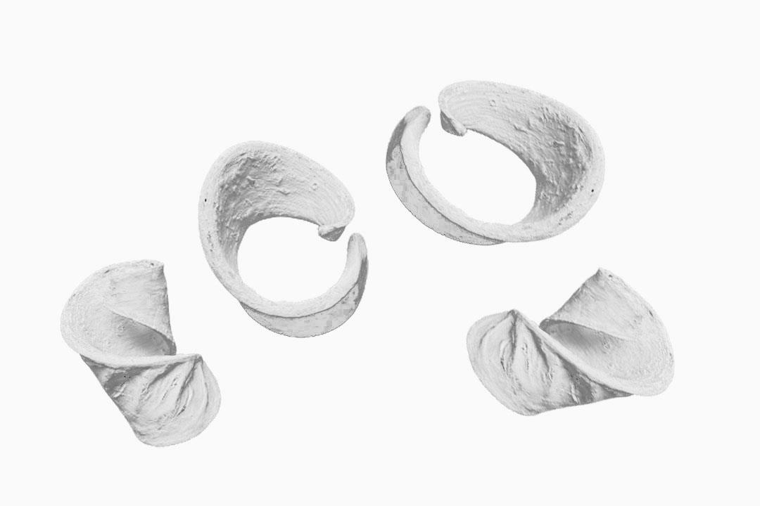 Elefantenohr D3-5cmL7-11cm white washed