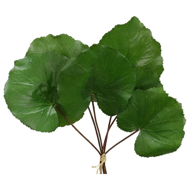 Galaxblätter sort. grün D10,5+12cm