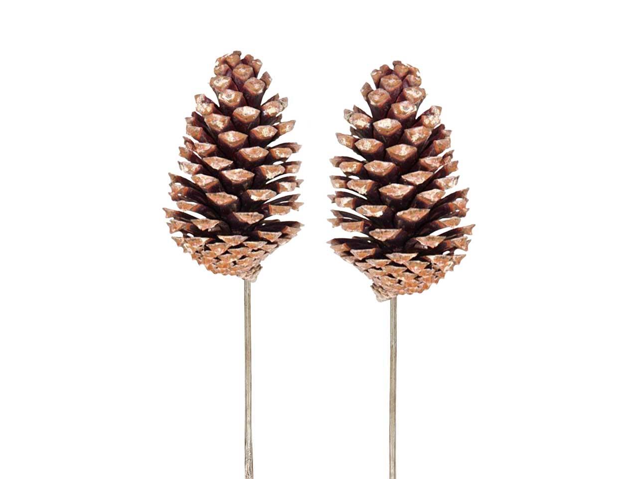 Zapfen Maritima gestielt am Holzpin  H5-10cm natur