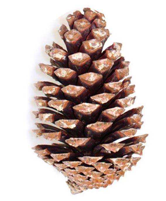Zapfen Maritima H14-18cm natur