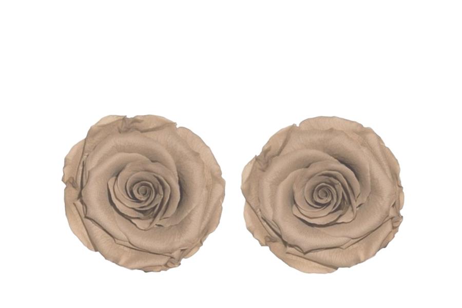 Rose stabilisiert H 5,5 cm D 5,5 cm schlamm/haselnuss NETTO
