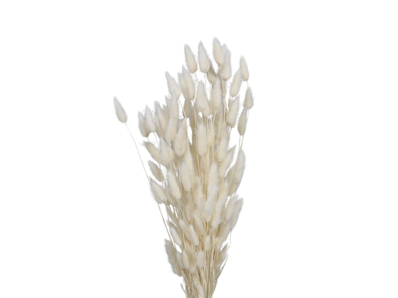 Lagurus getrocknet 100gr. weiß L70-75cm