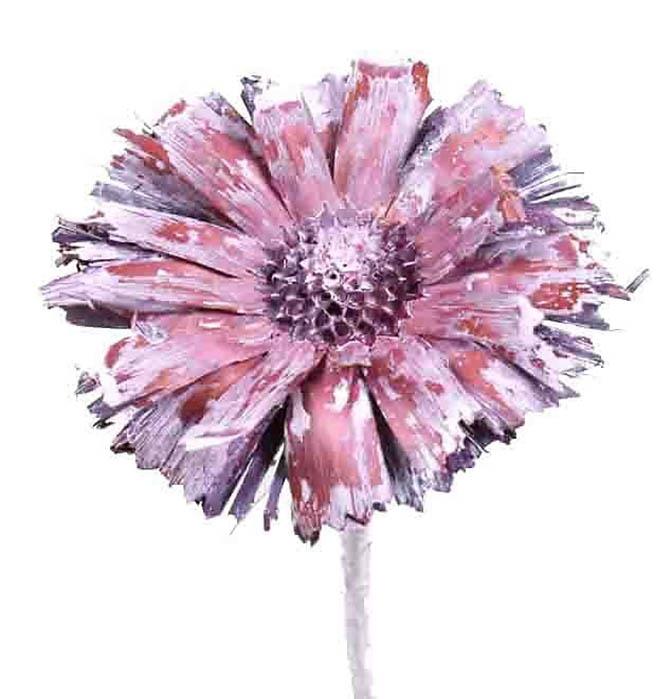 Protea geschnitten mittel D8-9L20-25cm brombeer frosted