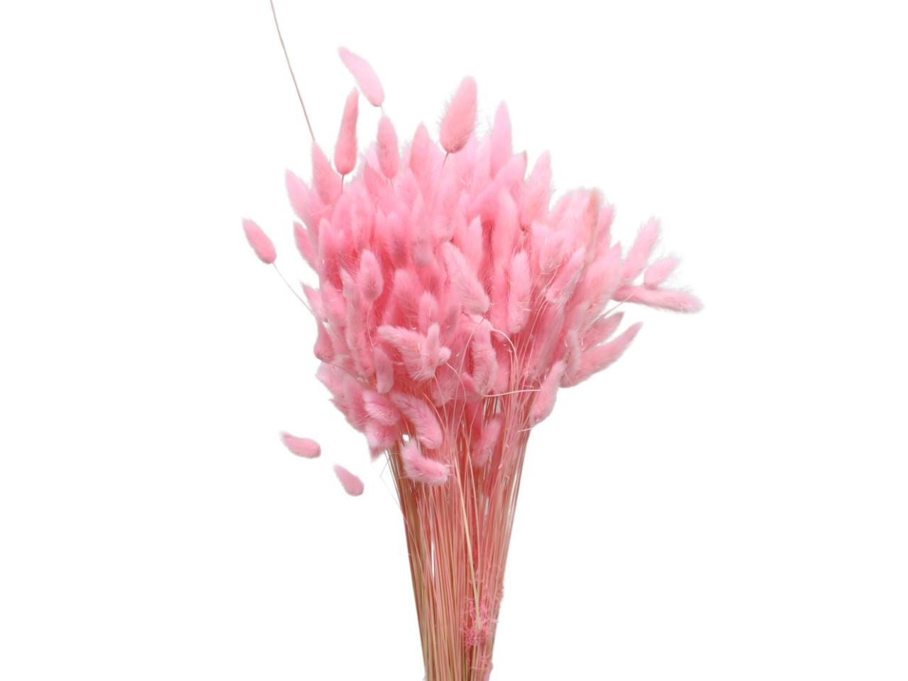 Lagurus zartrosa 109/P 100gr.