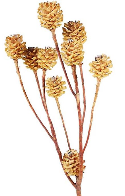 Salignum 7+Köpfe D2-3 L30-35cm cream