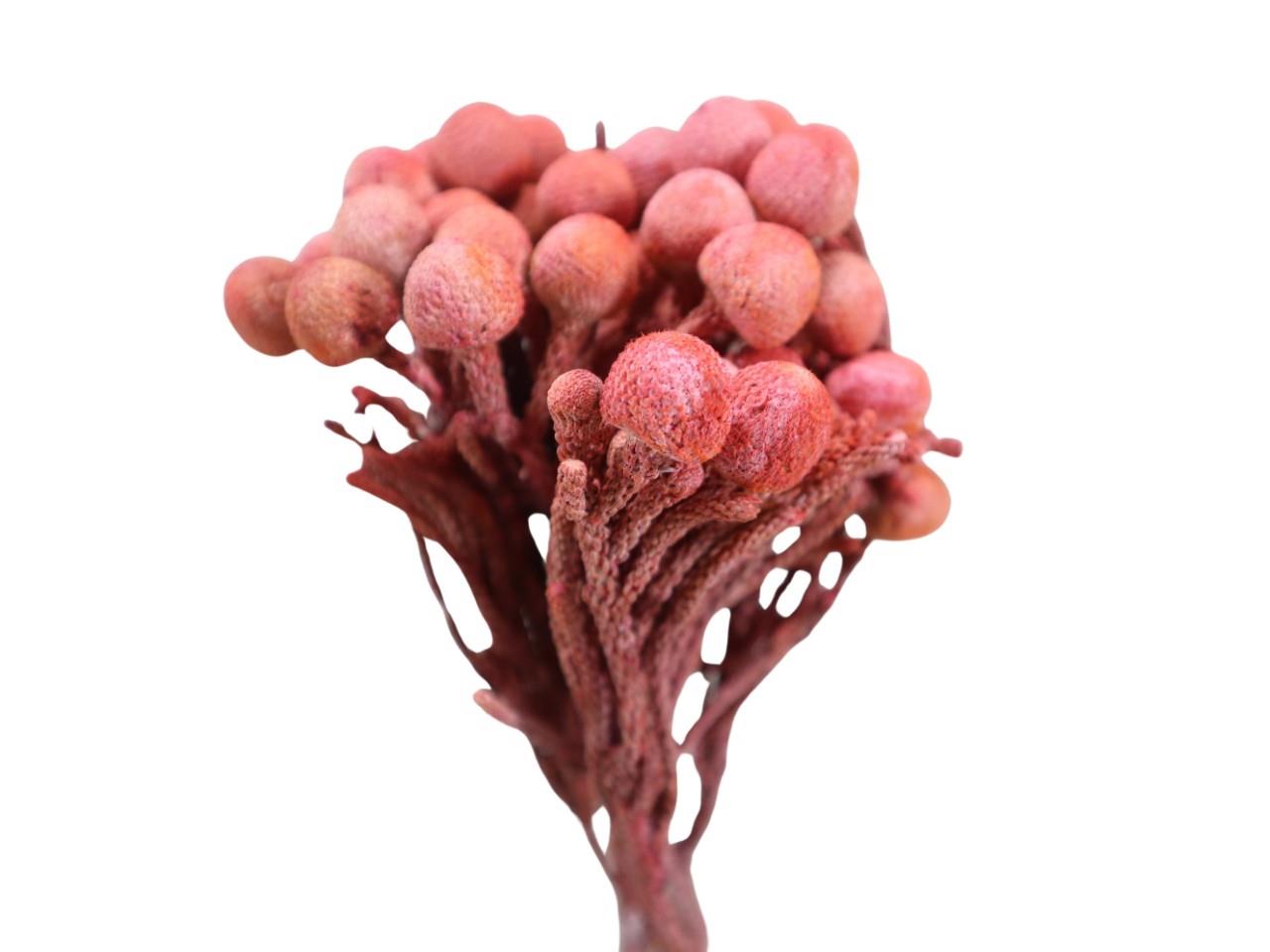 Brunia extra B5 L40cm rot frosted