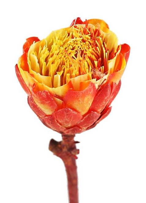Protea Repens Cut brush D6-7H7L25-30cm rot
