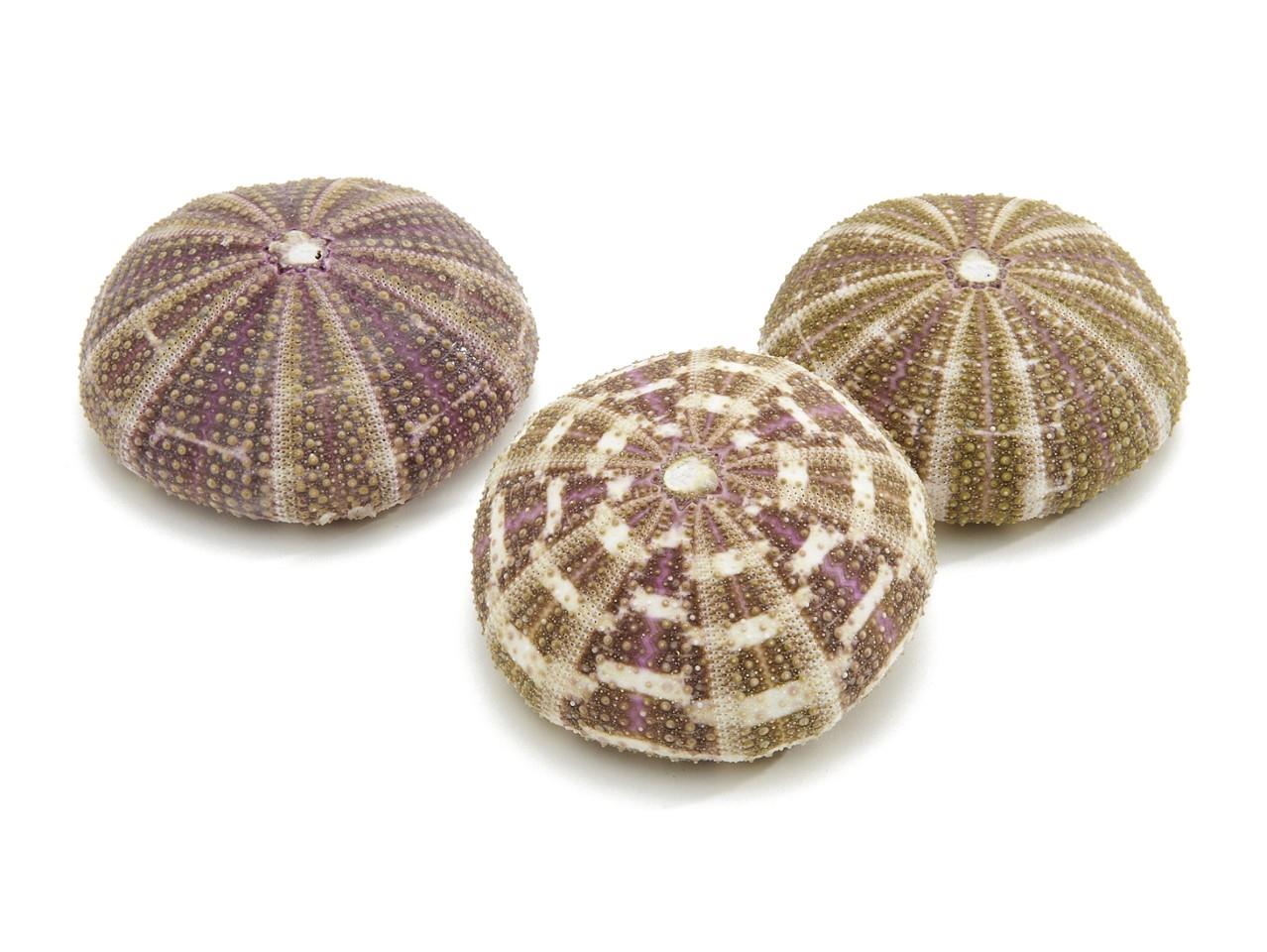 SeeIgel Pink Urchin Alfonso 250gr.