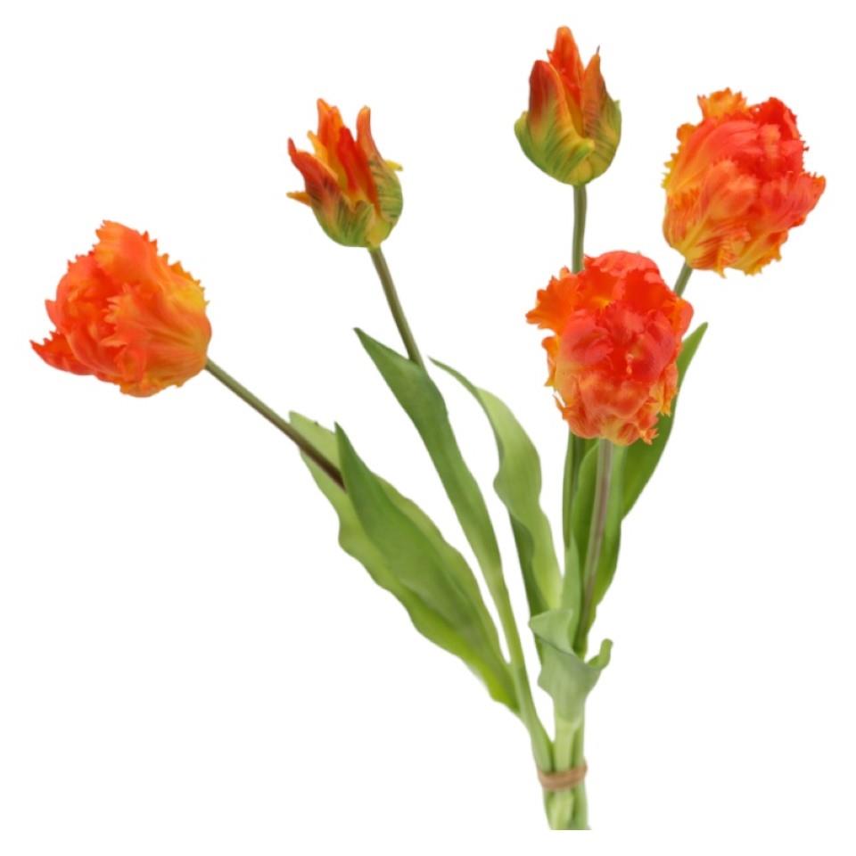 Papageientulpenbund 5 Blüten soft touch orange H40cm