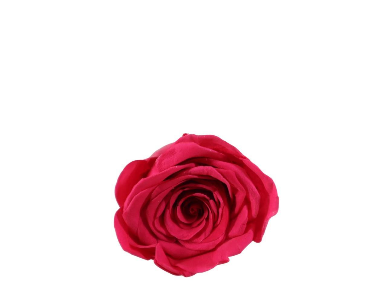 Rosenkopf konserviert 5-6cm hotpink NETTO