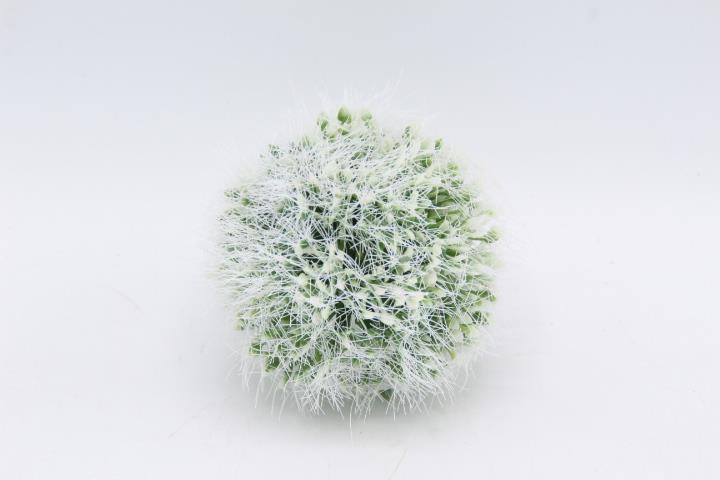 Allium-Kugel 8cm, weiß-grün NETTO