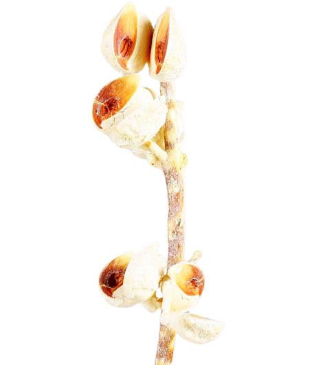 Hakea 5-9 Schoten L30-40cm gebleicht