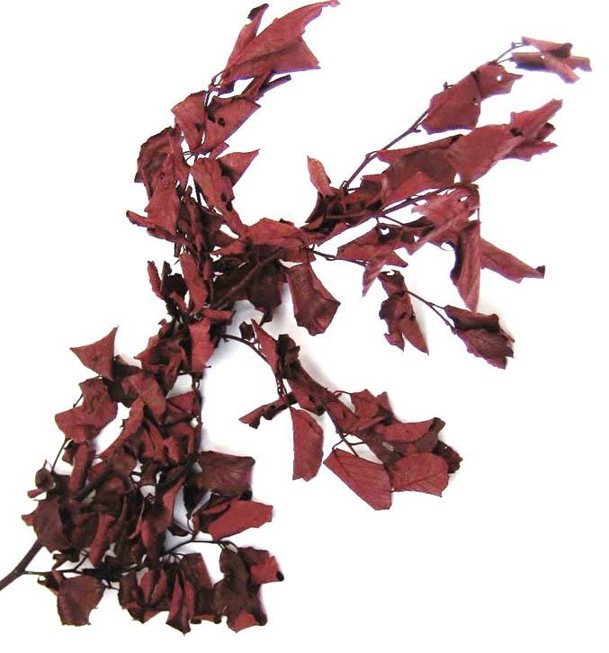 Buchenlaub gefärbt L80cm 5kg rotbraun