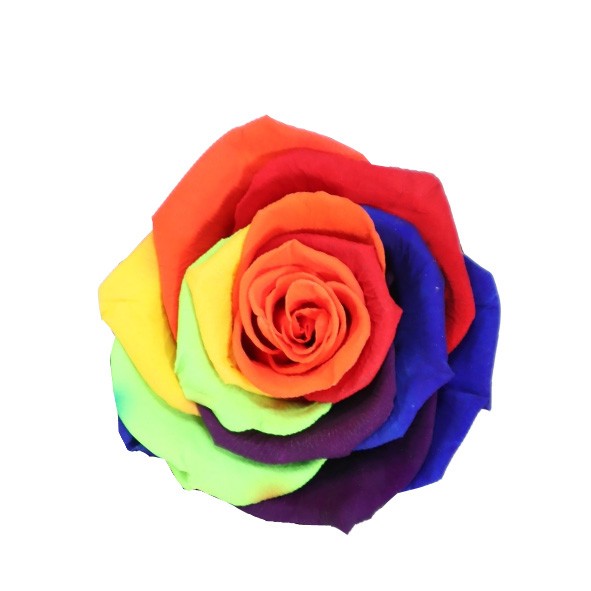 Rose "Extra" stabilisiert Rainbow NETTO