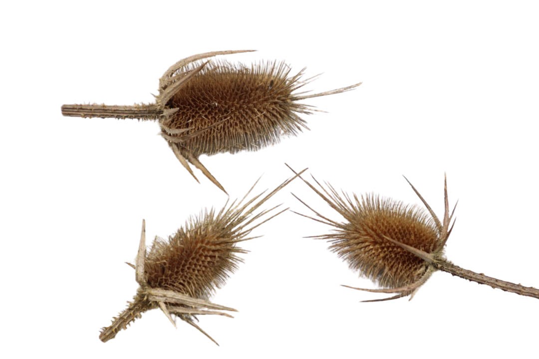 Spitzkarden1kg natur