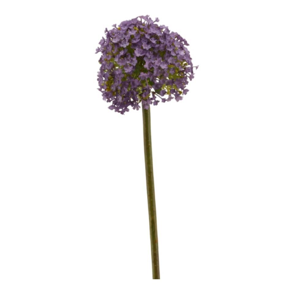 Allium 75 cm purple