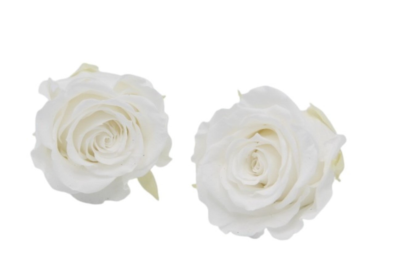 Rose stabilisiert H 5,5 cm D 5,5 cm White NETTO