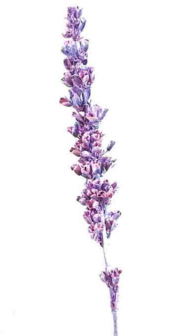 Aristea Tyrisiflora langer Stiel brombeer frosted