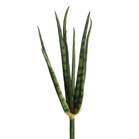 Sanseveria 27cm grün