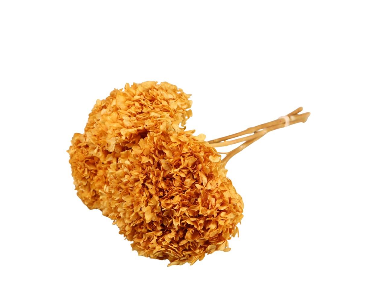 Hortensie getrocknet L45cm Kopf Dca. 15cm orange