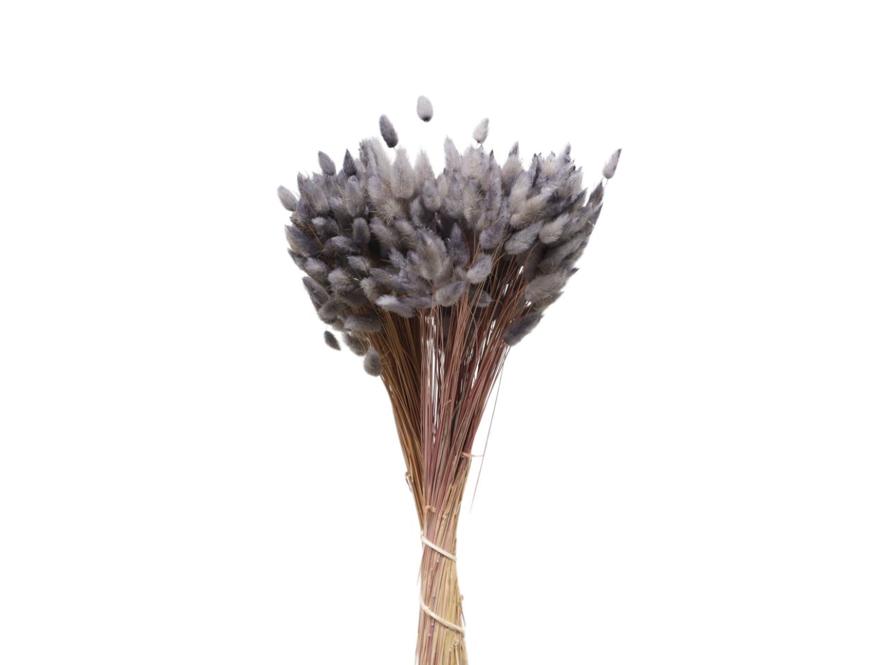 Lagurus silbergrau 53/P 100gr.