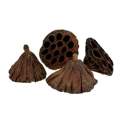 Lotos D6-8cm natur