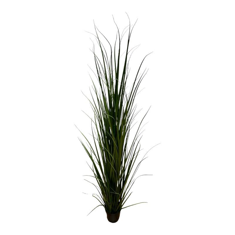 Grasbusch 180 cm im Topf grün