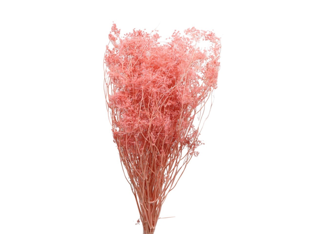 Ombrellifera puder141 100gr.