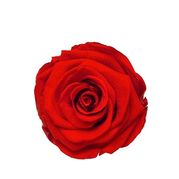Rose "Extra" stabilisiert H6cmD6,5cm rot Passionate NETTO