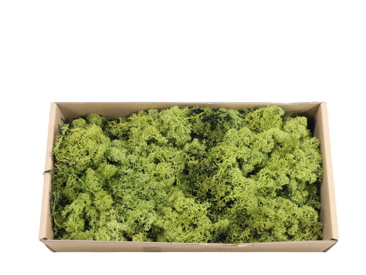 Islandmoos-Finland 500gr. olivgrün