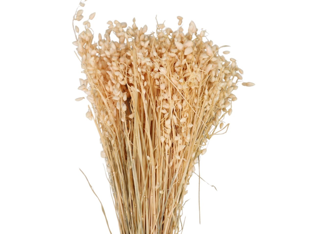 Briza Maxima melone 107/P 100gr.