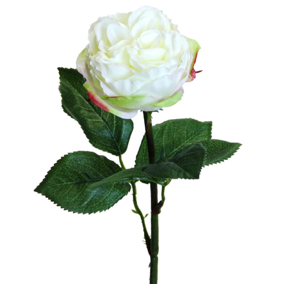 Rose Englisch 37 cm weiss