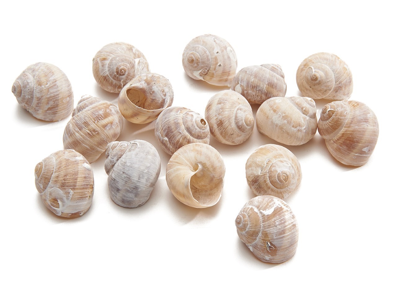 Landschnecke klein weiß gefrostet 250gr.