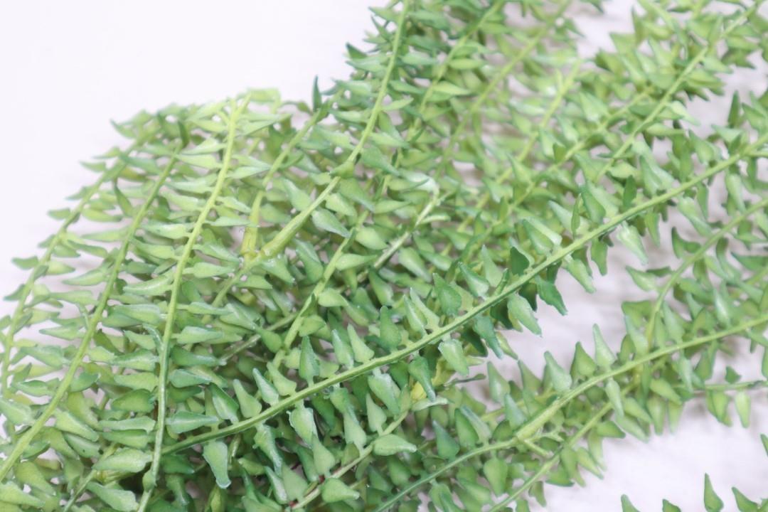 Lycopodiumhänger grün L85cm