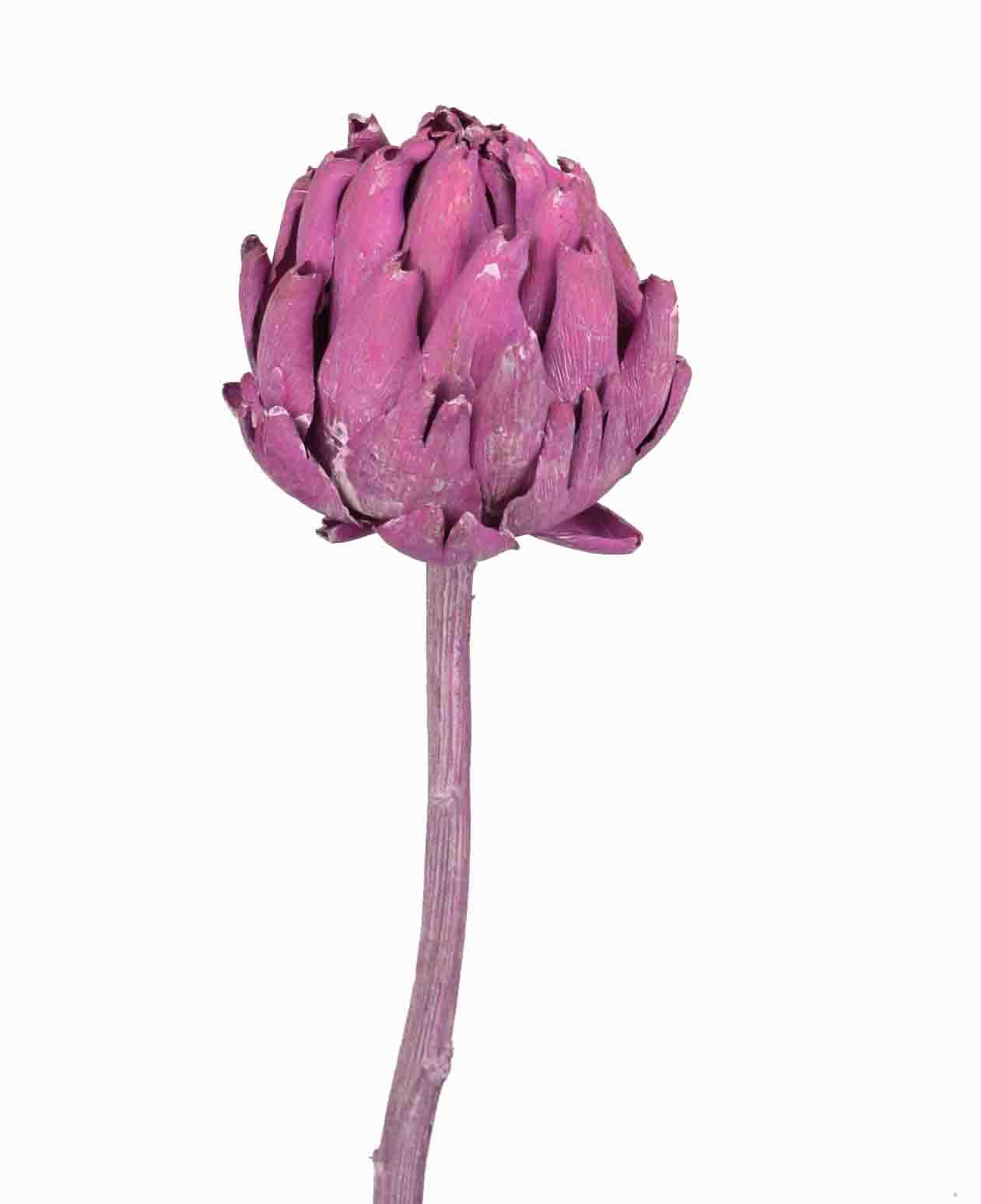 Artischocke D7-10L15-25cm brombeer frosted