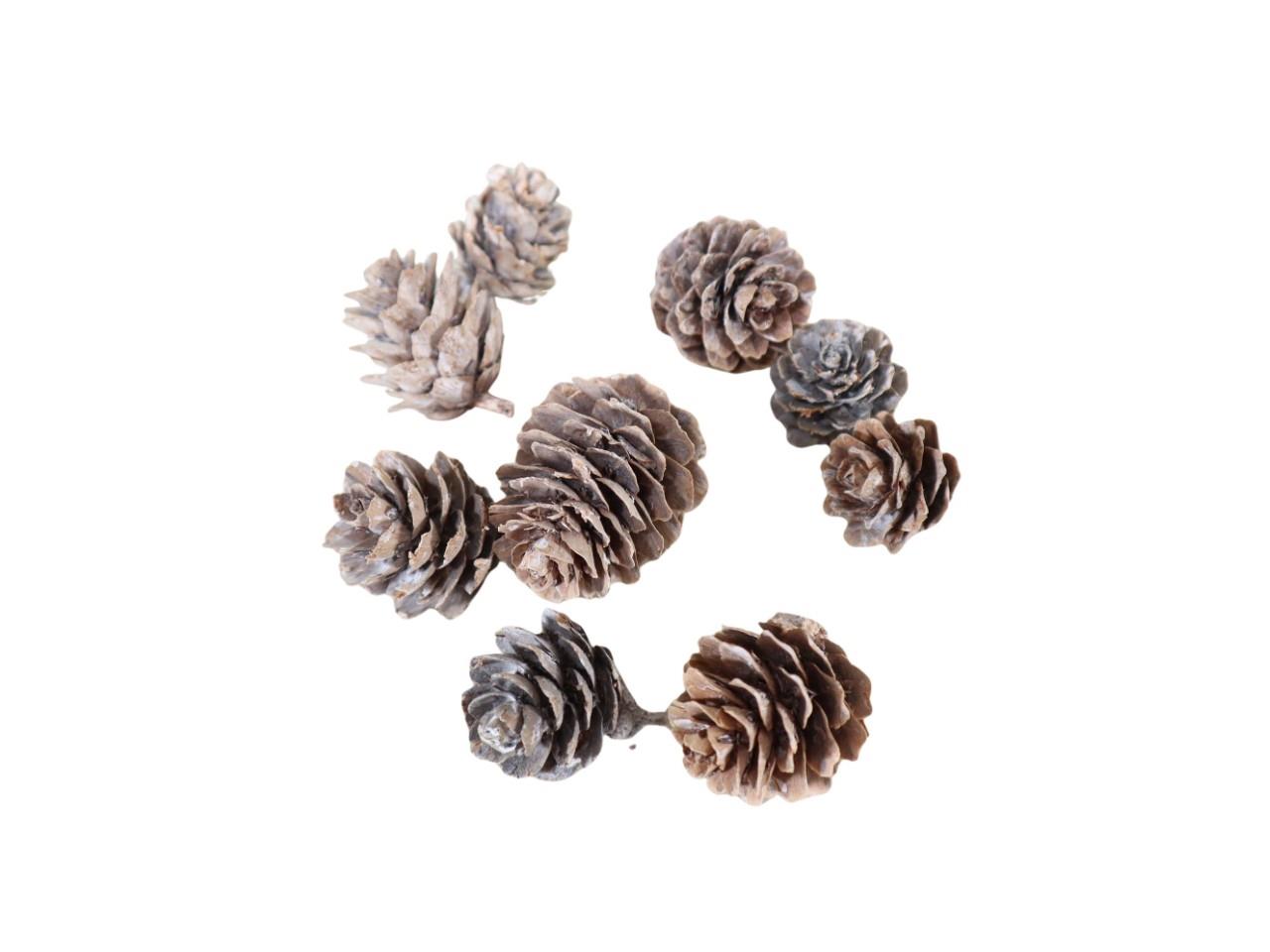 Kiefernzapfen gekalkt ca. 3cm im Netz 
500g