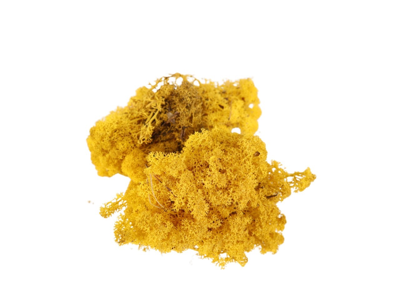 Islandmoos 500gr. gelb