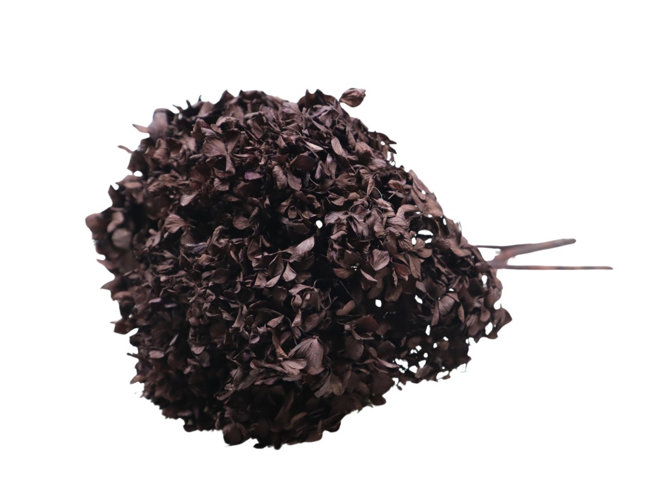 Hortensie getrocknet L45cm Kopf Dca. 15cm schwarz