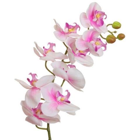 Orchidee Phalaenopsis 100cm rosa NETTO