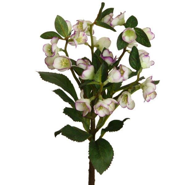 Helleborus Zweig 42cm purple-creme NETTO
