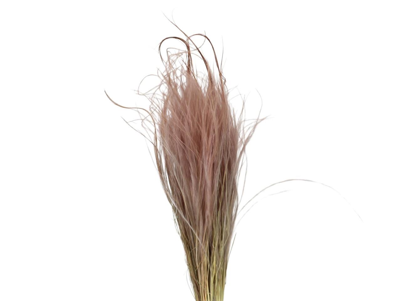 Stypa Pennata mit Stroh camel 144/P 50gr.