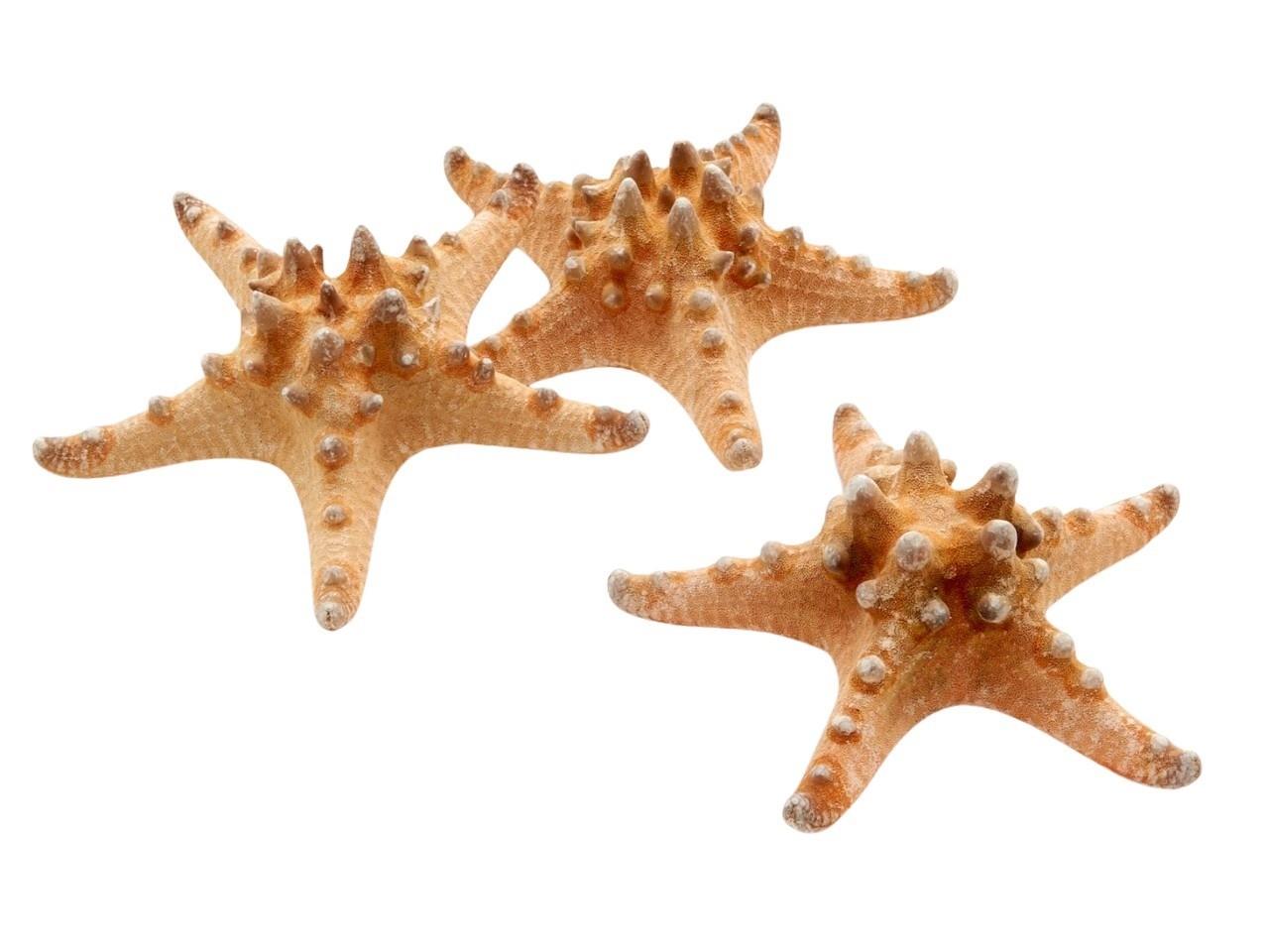 Seesterne Philippine +-12cm natürlich