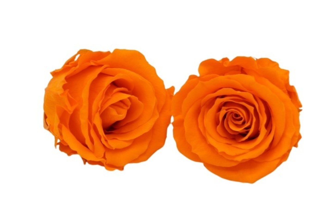 Rose stabilisiert H 5,5 cm D 5,5 cm Orange NETTO