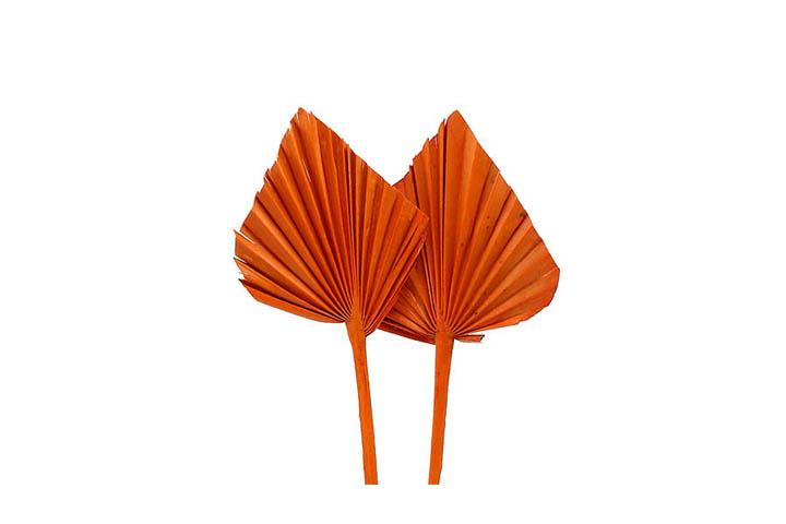 Palmspeer mini B8 H12 L35cm orange