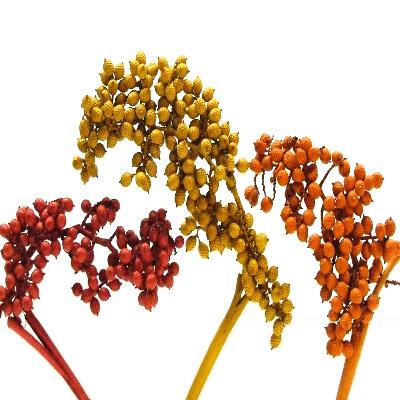 Canella spezial große Beeren farbig sortiert