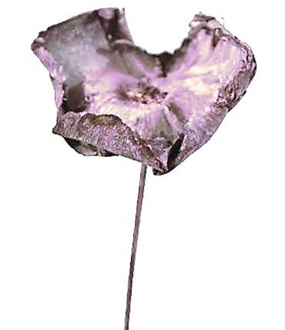 Palmblüte gestielt D6-8H4-5L40cm brombeer frosted