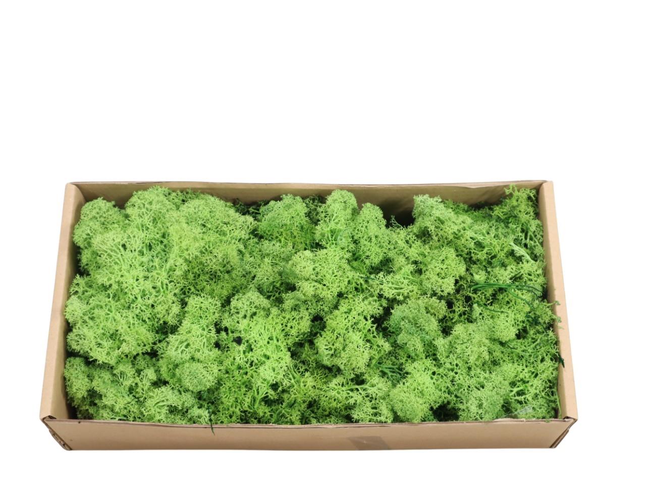 Islandmoos-Finland 500gr. maigrün